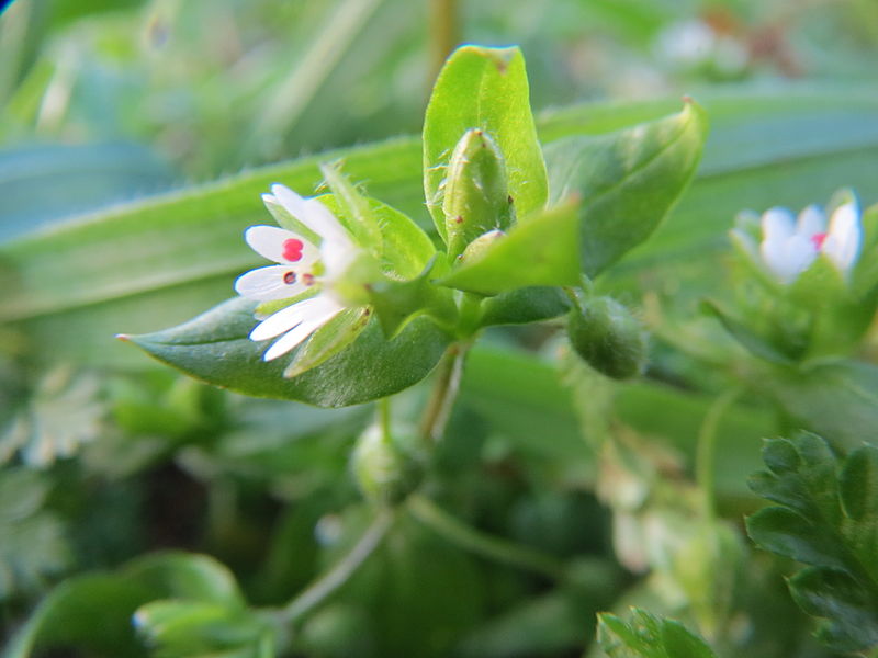 Chickweed Stellaria Media Identification