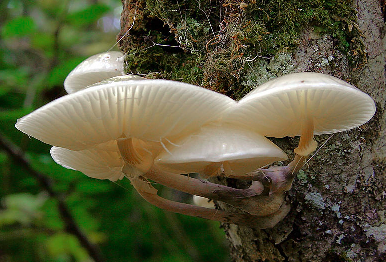 Porcelain Fungus Oudemansiella Musida Identification