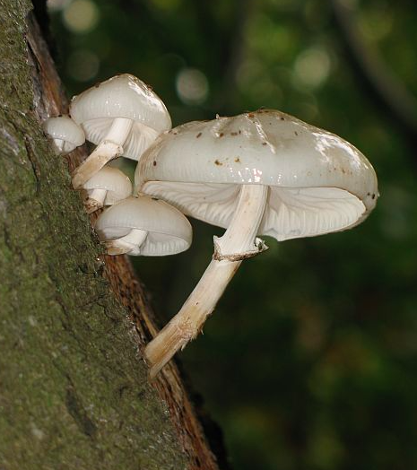 Porcelain Fungus Oudemansiella Musida Identification