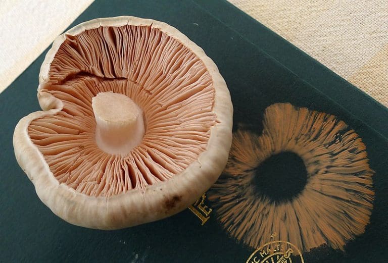 mushroom spore print
