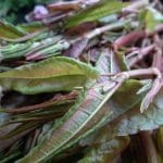 japanese knotweed harvest close up