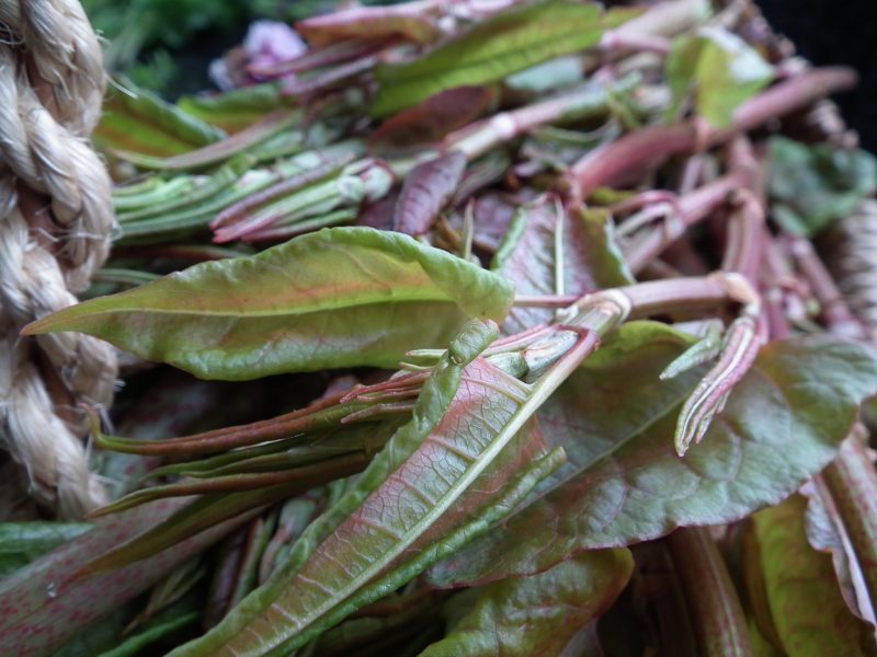 Japanese Knotweed Recipes