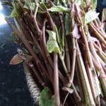 japanese knotweed harvest spring