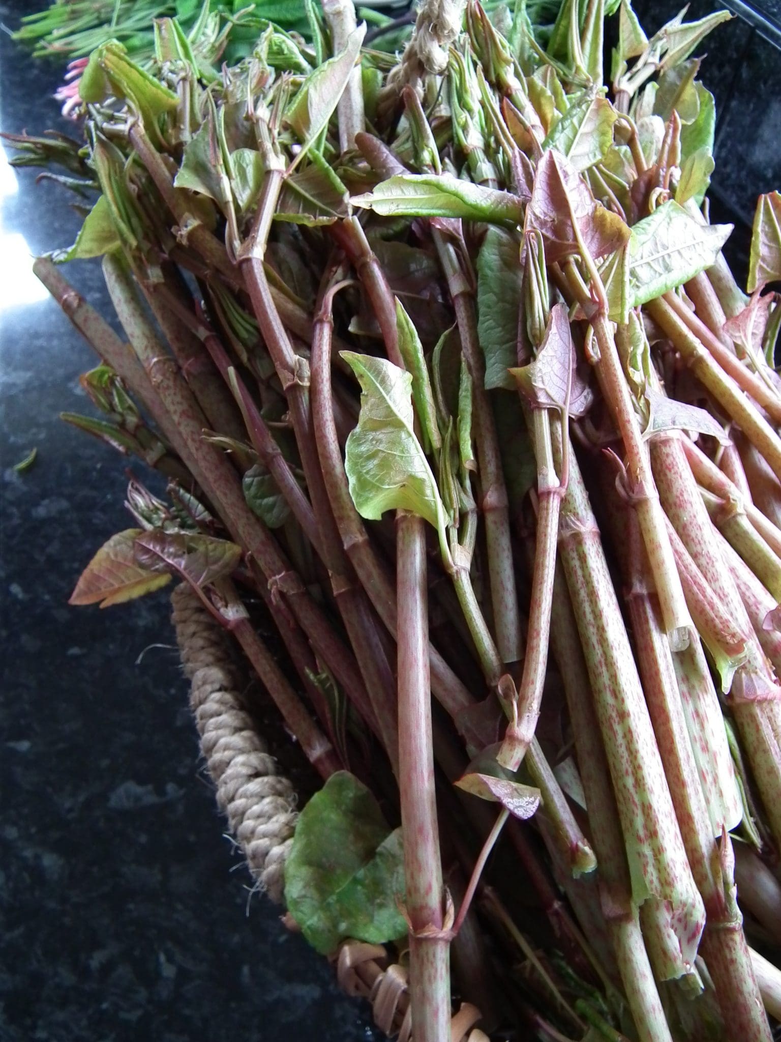 Japanese Knotweed Identification (Fallopia japonica ) 