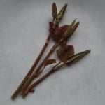 japanese knotweed on white plate from top spring