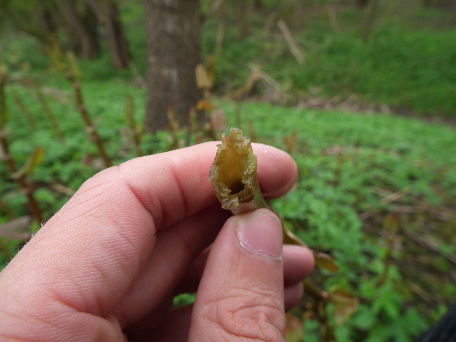 Japanese Knotweed Identification (Fallopia japonica ) 