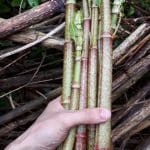 plant knotweed in hand