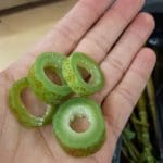 plant knotweed rings