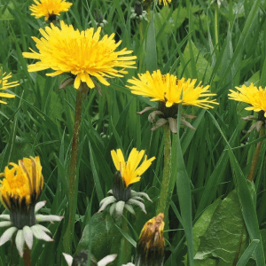 Dandelion (Taraxacum officinale) Identification