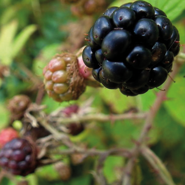 blackberry-rubus-fruticosus-identification