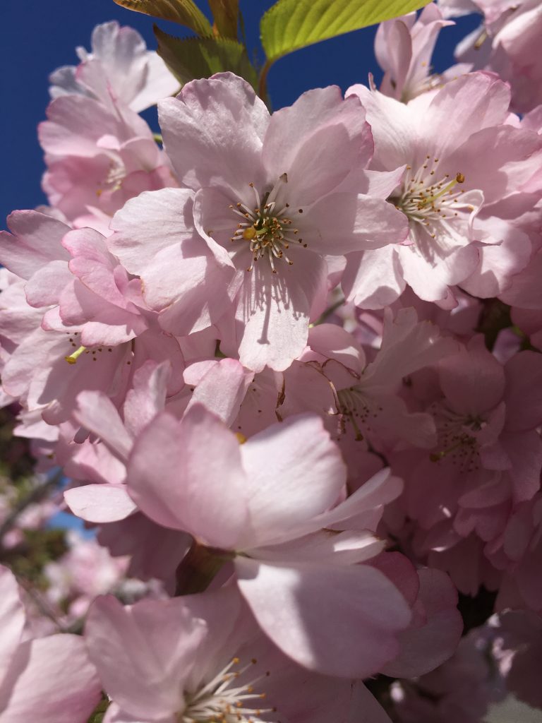 20 Wild Cherry Trees 2-3ft Stunning Blossom Edible Cherries & Wild Bird Food 