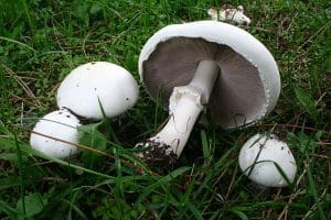 An Introduction to Wild Agaricus Mushrooms