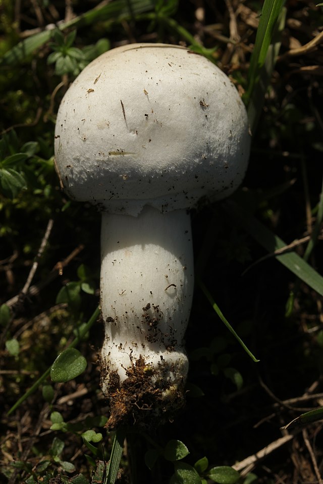 Yellow Stainer Mushroom (Agaricus Xanthoderma) Identification