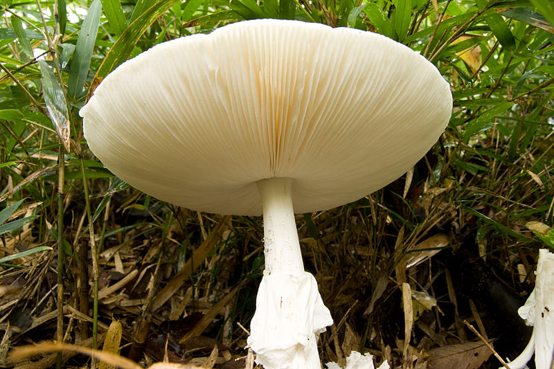 Destroying Angel (Amanita Virosa) Identification