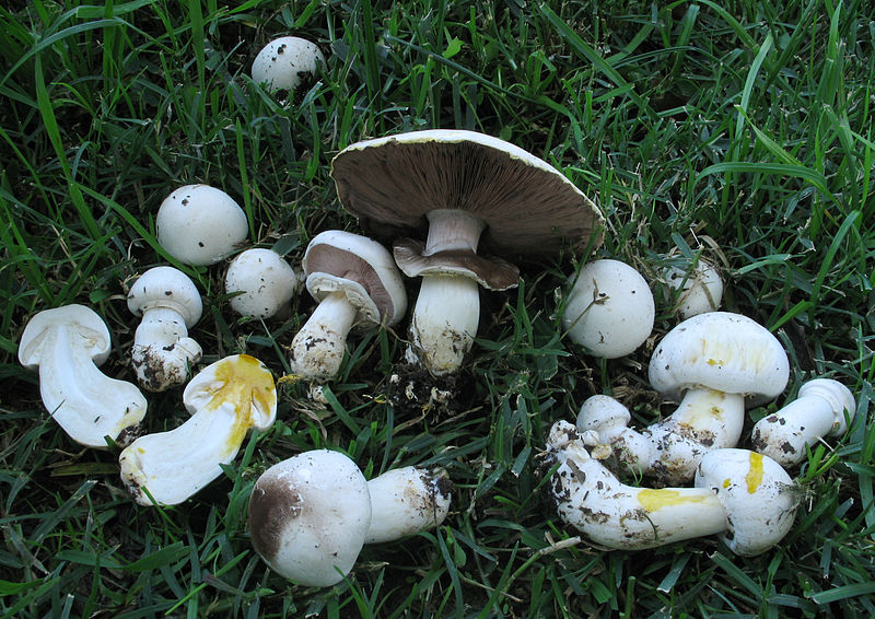 Agaricus Mushrooms in a group