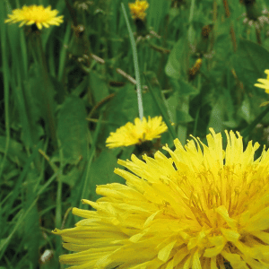 10 Things to Forage in your Garden