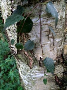 How to harvest birch sap ? - CDL Birch Sap Expert