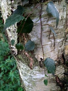 Foraging and Using Birch: Bark, Leaves, & Sap