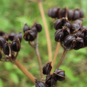 Alexanders (Smyrnium Olusatrum) Identification