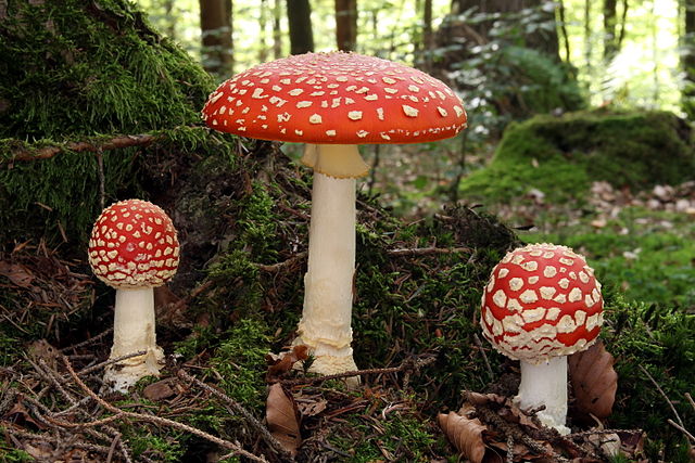 Introduction to the the Amanita family of Mushrooms