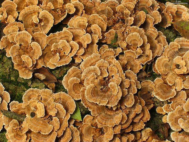 Turkey Tails (Trametes Versicolor)