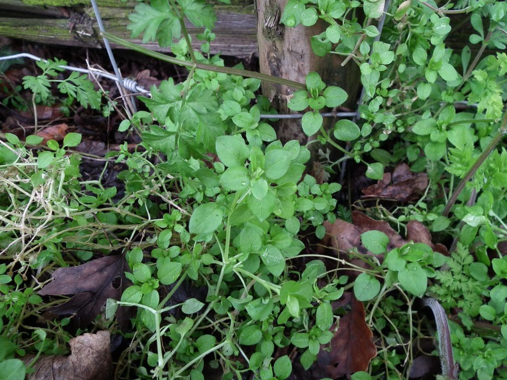 Chickweed (stellaria Media) Identification