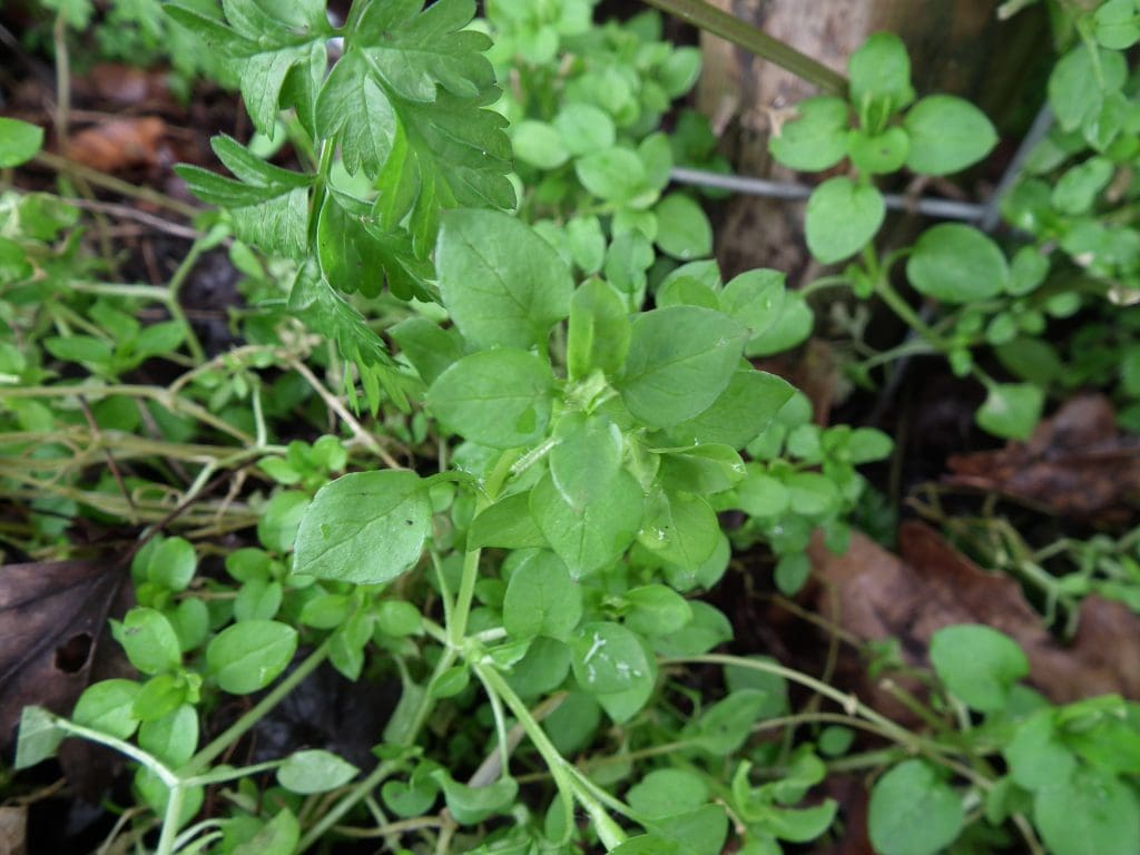 Chickweed (Stellaria media) Identification