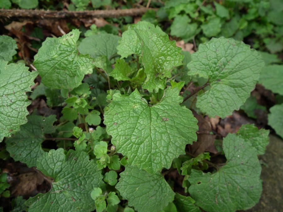 Garlic Mustard (Alliaria Petiolata) Identification