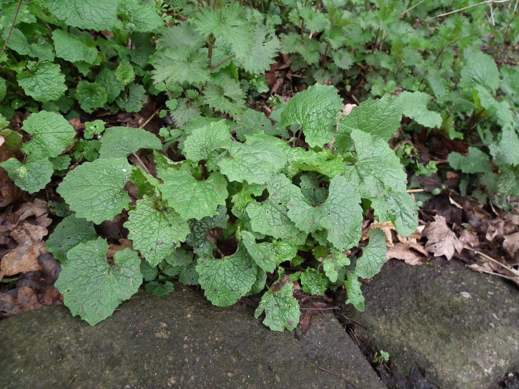 Garlic Mustard (Alliaria Petiolata) Identification