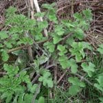 Hogweed_Bunch_Spring