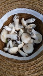 st georges in basket