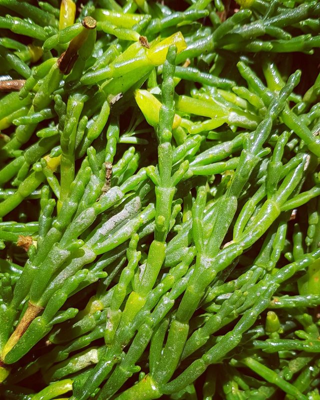 Marsh Samphire (Salicornia europaea) Identification Guide
