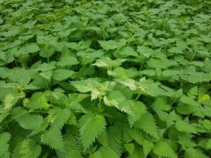 Foraging Canadian Wood Nettle {Identification & 4 Best Uses}