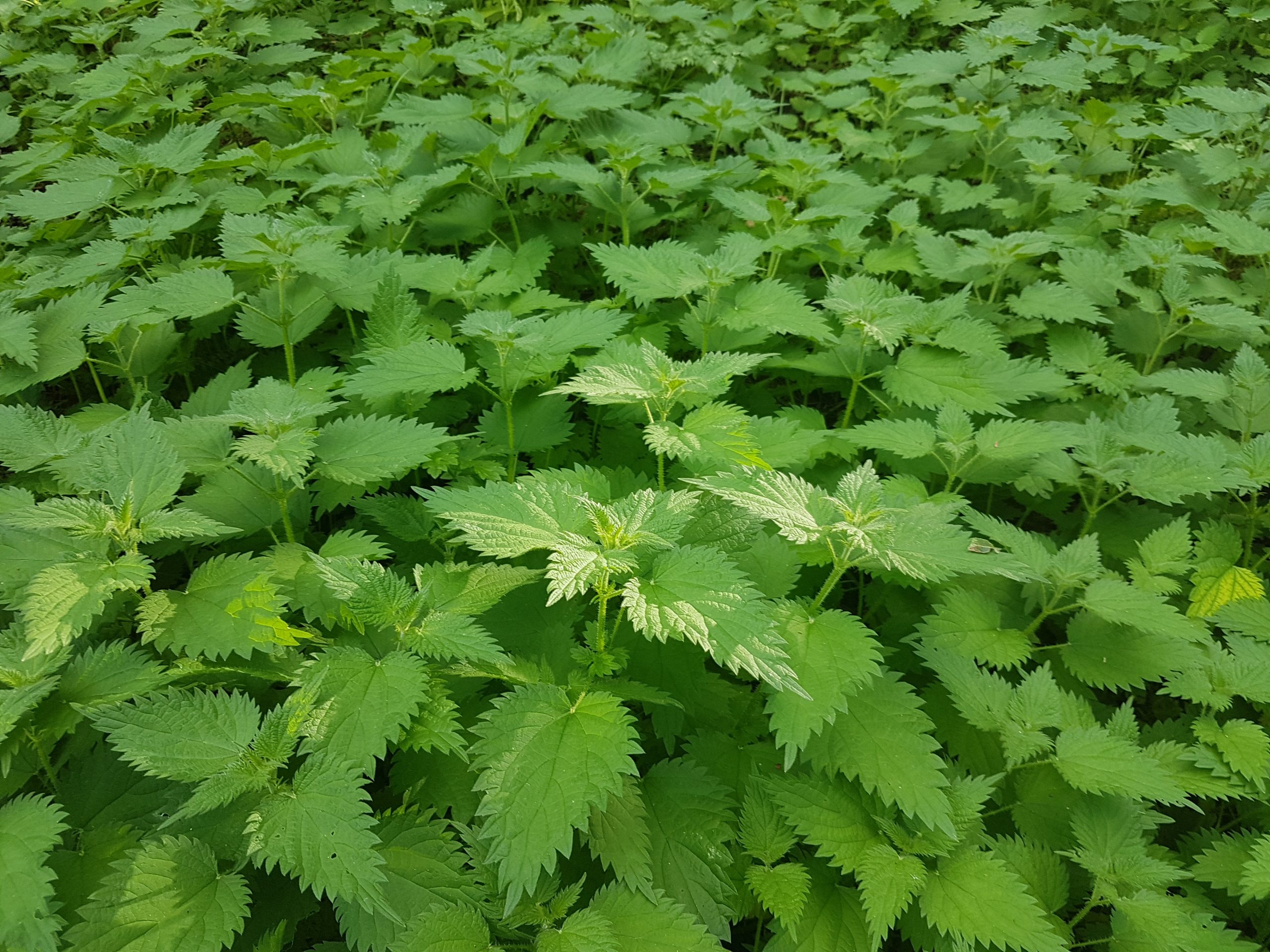 Stinging Nettles Urtica Dioica Identification