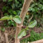 Elder Small leaves on branch.MP