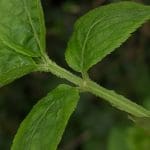 Elder Leaf close up .MP