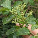 Elder Immature fruits & leaf