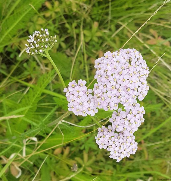 Is yarrow poisonous to 2024 dogs