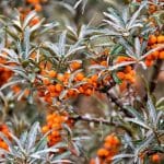Sea Buckthorn Juice (500ml) - Image 5