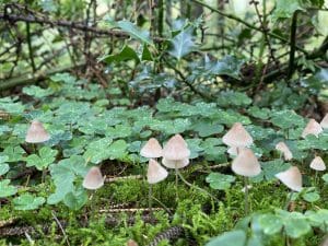 Wood Sorrel Oxalis Spp Identification Totally Wild Uk