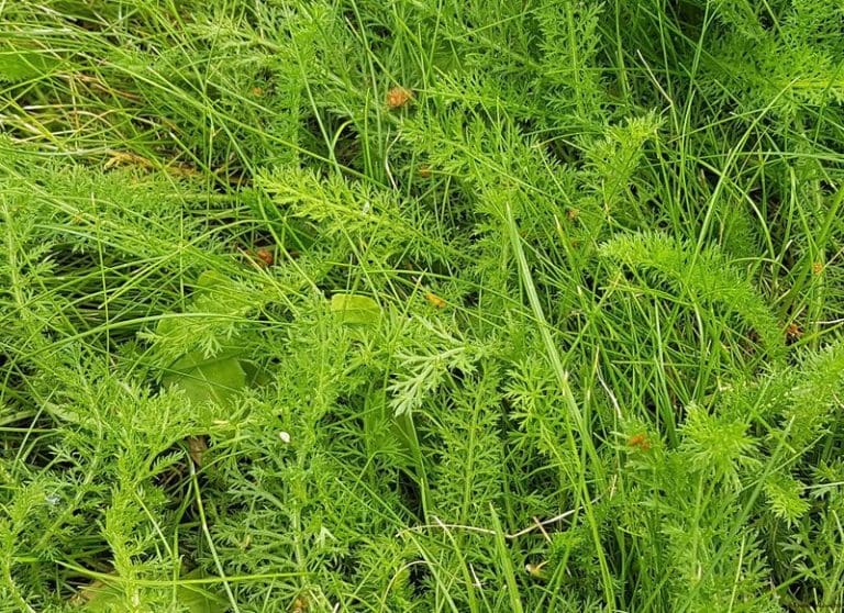 Yarrow (Achillea millefolium) Identification