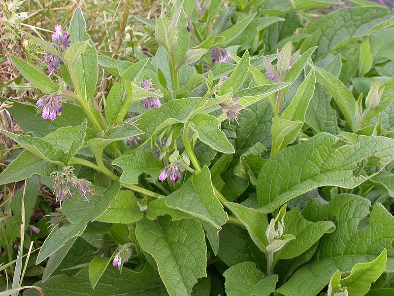 Comfrey (Symphytum officinale) Identification