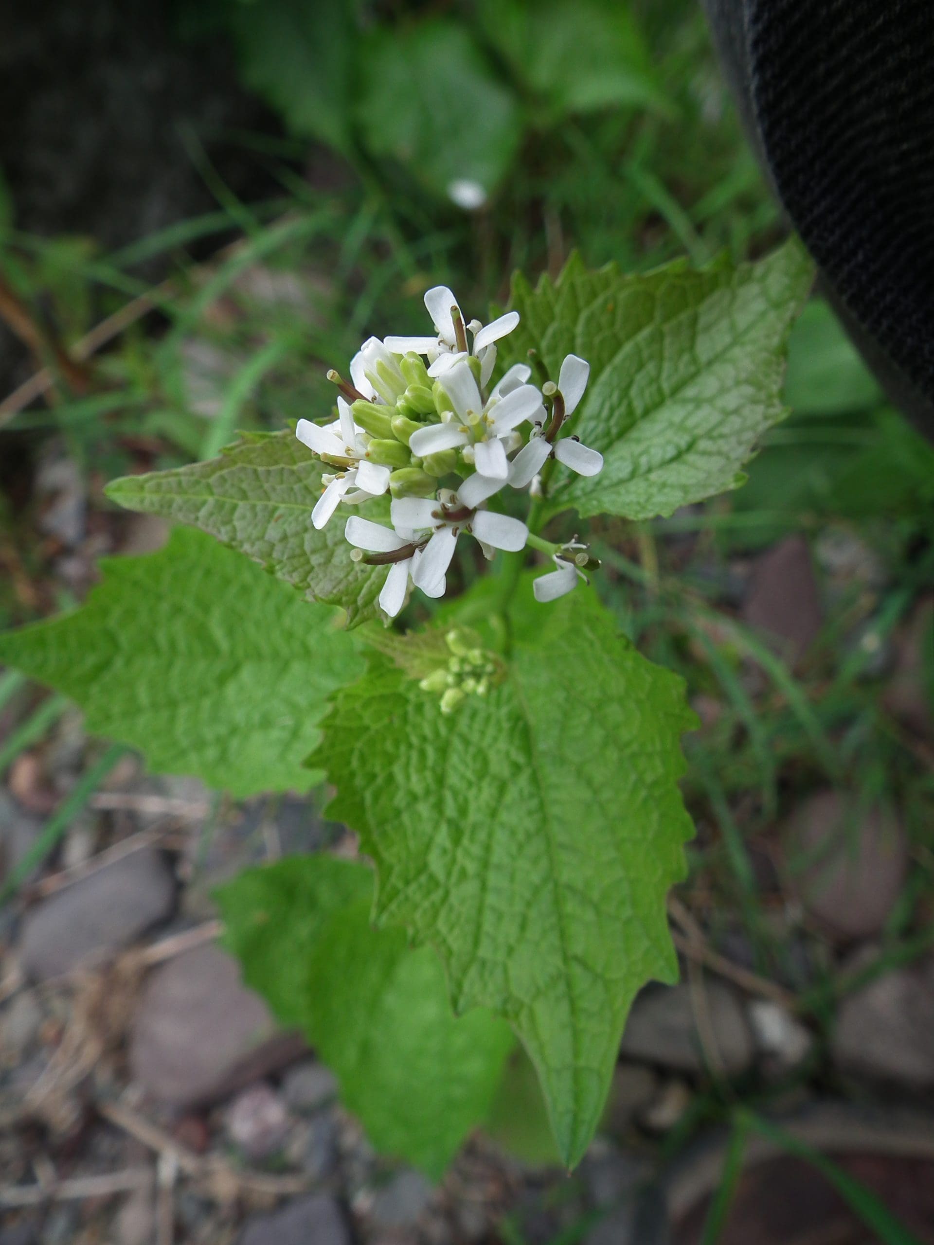 Garlic Mustard (Alliaria Petiolata) Identification