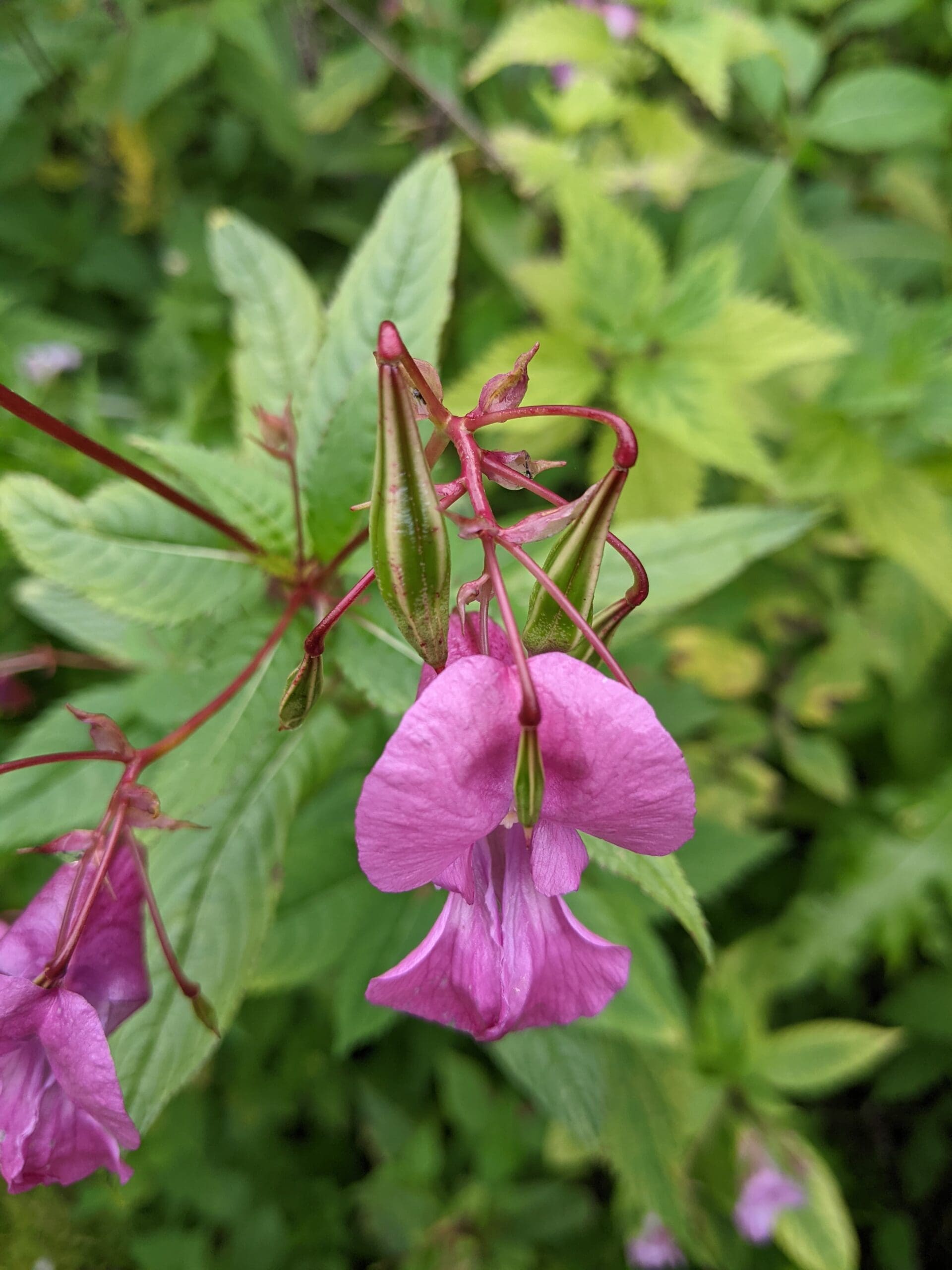 Himalayan Balsam Impatiens Glandulifera Identification