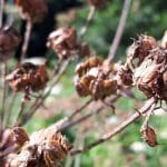 hogweed mature seeds