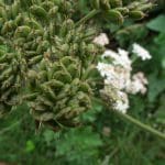 hogweed seed close up with flower