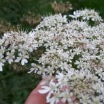 plant common hogweed flowers with hand