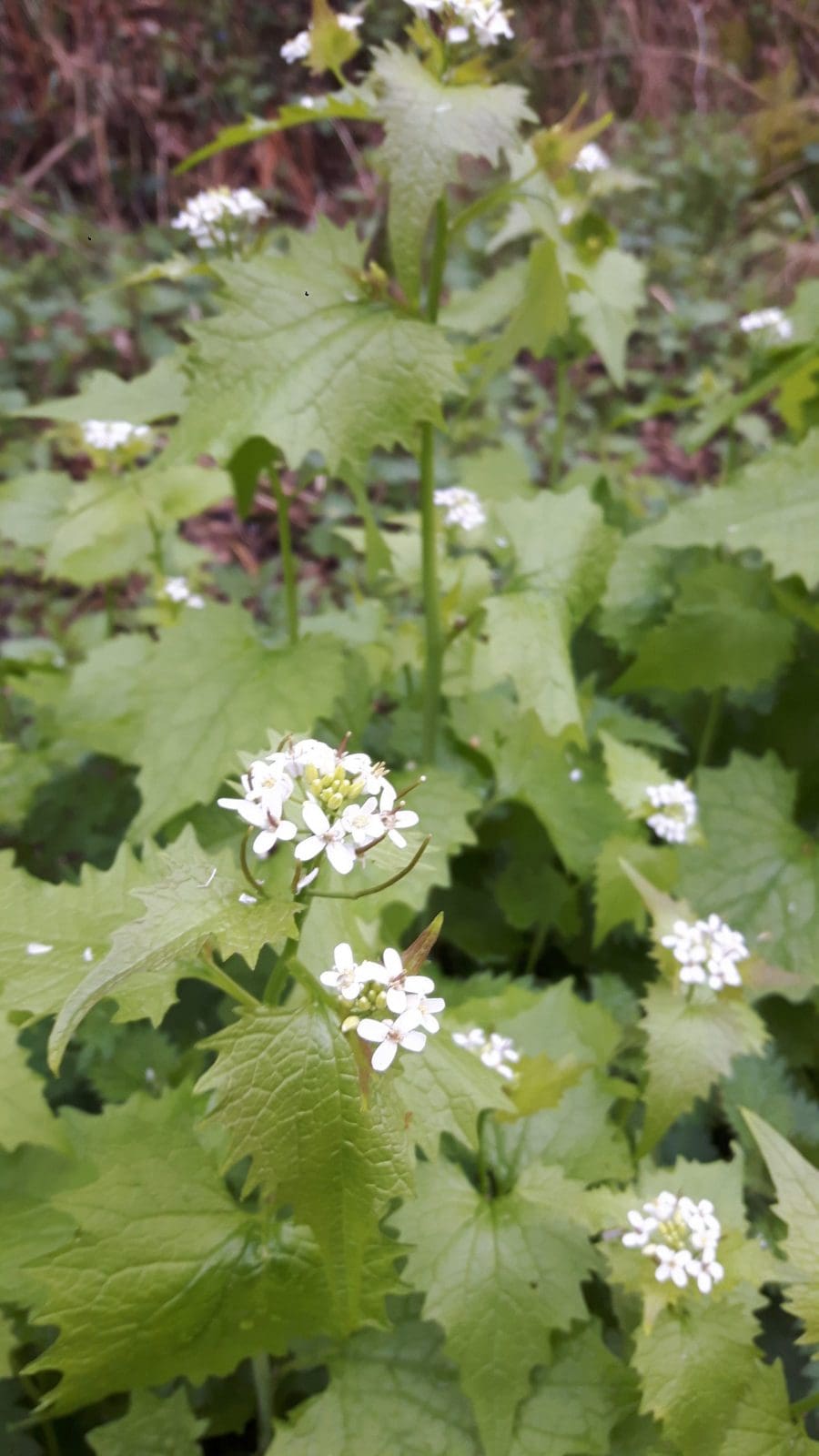 Garlic Mustard (Alliaria Petiolata) Identification