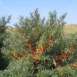 Sea Buckthorn Juice (500ml) - Image 6