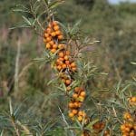 Sea Buckthorn Juice (500ml) - Image 4